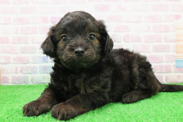 北海道のチワプー/プーチー(チワワ×プードル) (Coo&RIKU函館店/2025年11月30日生まれ/男の子/ブリンドル)の子犬の2枚目の画像