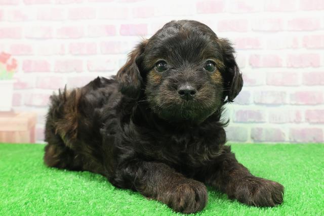 北海道のチワプー/プーチー(チワワ×プードル) (Coo&RIKU函館店/2025年11月30日生まれ/男の子/ブリンドル)の子犬の3枚目の画像