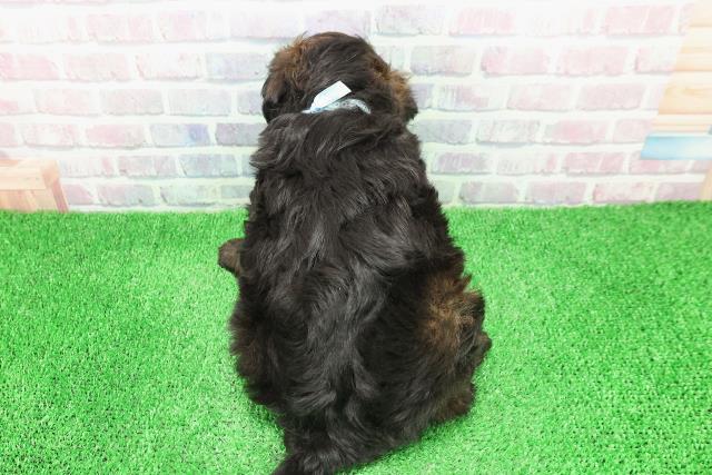 北海道のチワプー/プーチー(チワワ×プードル) (Coo&RIKU函館店/2025年11月30日生まれ/男の子/ブリンドル)の子犬の4枚目の画像