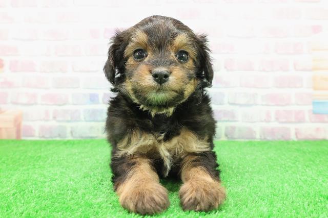 北海道のチワプー/プーチー(チワワ×プードル) (Coo&RIKU旭川店/2025年11月30日生まれ/男の子/レッド)の子犬の1枚目の画像