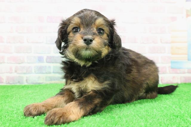 北海道のチワプー/プーチー(チワワ×プードル) (Coo&RIKU旭川店/2025年11月30日生まれ/男の子/レッド)の子犬の2枚目の画像