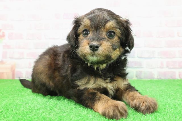 北海道のチワプー/プーチー(チワワ×プードル) (Coo&RIKU旭川店/2025年11月30日生まれ/男の子/レッド)の子犬の3枚目の画像