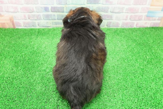 北海道のチワプー/プーチー(チワワ×プードル) (Coo&RIKU旭川店/2025年11月30日生まれ/男の子/レッド)の子犬の4枚目の画像