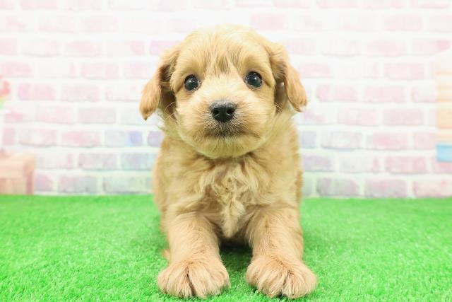 福島県のチワプー/プーチー(チワワ×プードル) (Coo&RIKUいわき店/2025年11月30日生まれ/男の子/アプリコット)の子犬の1枚目の画像