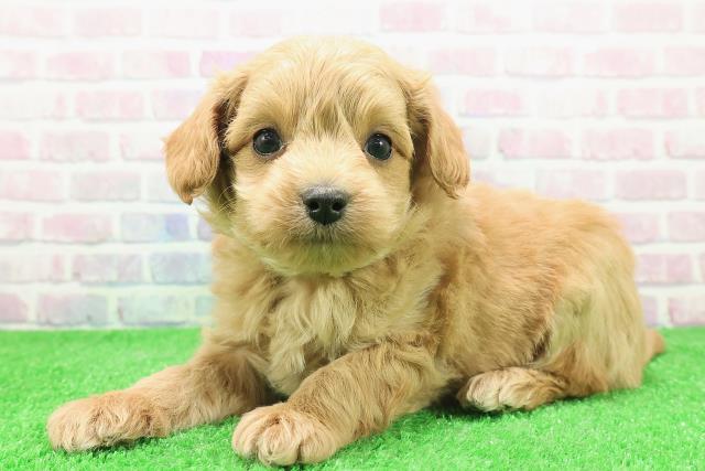 福島県のチワプー/プーチー(チワワ×プードル) (Coo&RIKUいわき店/2025年11月30日生まれ/男の子/アプリコット)の子犬の2枚目の画像