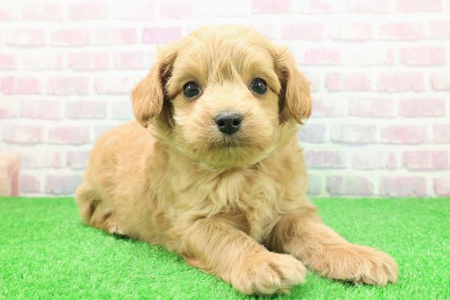 福島県のチワプー/プーチー(チワワ×プードル) (Coo&RIKUいわき店/2025年11月30日生まれ/男の子/アプリコット)の子犬の3枚目の画像