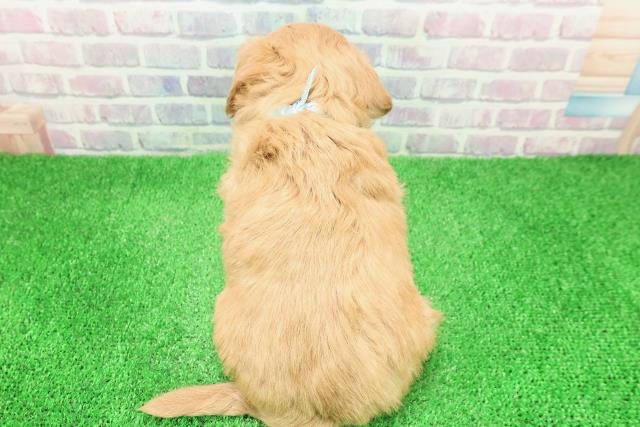 福島県のチワプー/プーチー(チワワ×プードル) (Coo&RIKUいわき店/2025年11月30日生まれ/男の子/アプリコット)の子犬の4枚目の画像