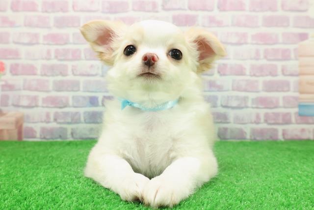 岩手県のチワワ(ロング) (Coo&RIKU岩手盛岡店/2025年11月17日生まれ/男の子/クリームホワイト)の子犬の1枚目の画像