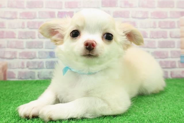 岩手県のチワワ(ロング) (Coo&RIKU岩手盛岡店/2025年11月17日生まれ/男の子/クリームホワイト)の子犬の2枚目の画像