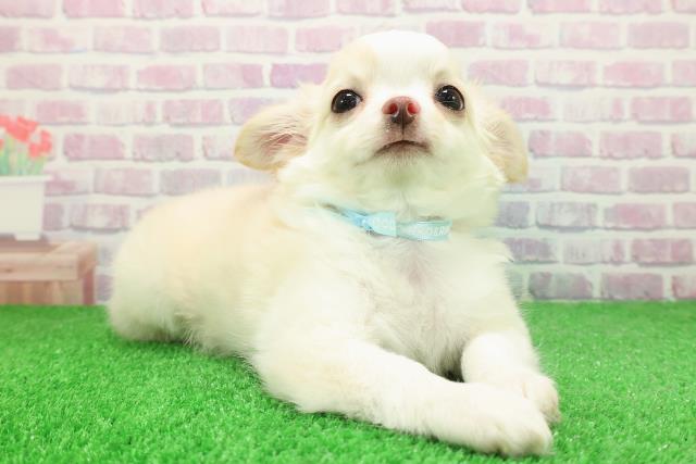 岩手県のチワワ(ロング) (Coo&RIKU岩手盛岡店/2025年11月17日生まれ/男の子/クリームホワイト)の子犬の3枚目の画像