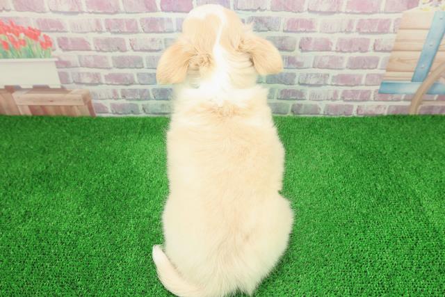 岩手県のチワワ(ロング) (Coo&RIKU岩手盛岡店/2025年11月17日生まれ/男の子/クリームホワイト)の子犬の4枚目の画像