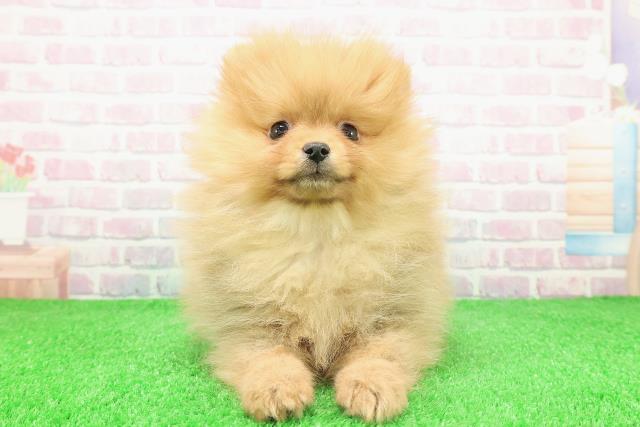 北海道のポメラニアン (Coo&RIKU札幌東店/2025年11月24日生まれ/男の子/オレンジ)の子犬