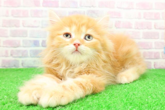 埼玉県のサイベリアン (Coo&RIKUアニマルケアセンター大宮/2025年11月30日生まれ/男の子/レッドタビー)の子猫の2枚目の画像