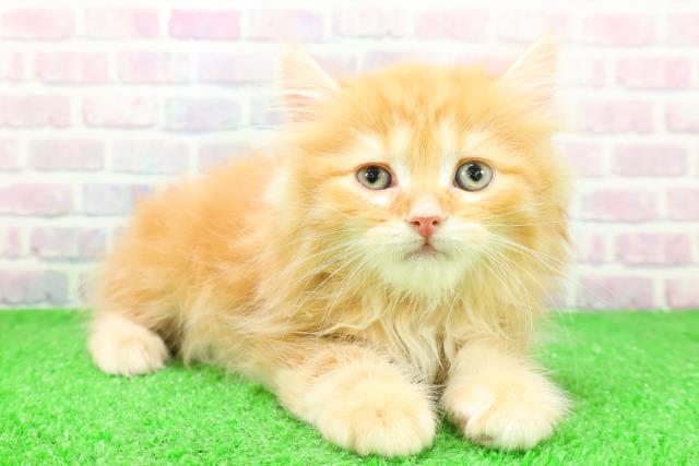 埼玉県のサイベリアン (Coo&RIKUアニマルケアセンター大宮/2025年11月30日生まれ/男の子/レッドタビー)の子猫の3枚目の画像