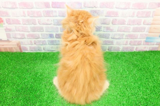 埼玉県のサイベリアン (Coo&RIKUアニマルケアセンター大宮/2025年11月30日生まれ/男の子/レッドタビー)の子猫の4枚目の画像