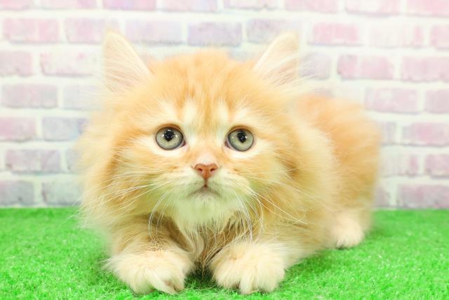 群馬県のサイベリアン (Coo&RIKU前橋店/2025年11月30日生まれ/男の子/レッドタビー)の子猫の1枚目の画像