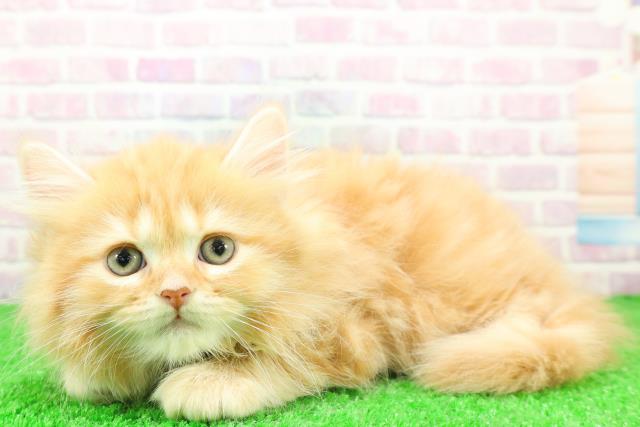 群馬県のサイベリアン (Coo&RIKU前橋店/2025年11月30日生まれ/男の子/レッドタビー)の子猫の2枚目の画像