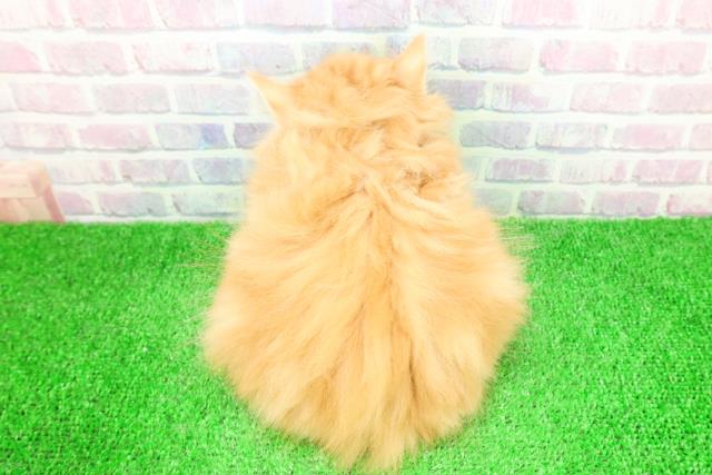 群馬県のサイベリアン (Coo&RIKU前橋店/2025年11月30日生まれ/男の子/レッドタビー)の子猫の4枚目の画像