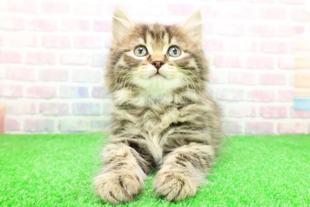 群馬県のサイベリアン (Coo&RIKU伊勢崎店/2025年11月30日生まれ/男の子/ブラウンタビー)の子猫の1枚目の画像