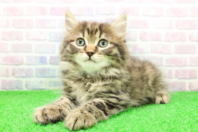 群馬県のサイベリアン (Coo&RIKU伊勢崎店/2025年11月30日生まれ/男の子/ブラウンタビー)の子猫の2枚目の画像