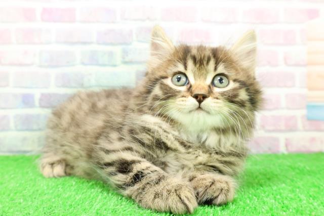 群馬県のサイベリアン (Coo&RIKU伊勢崎店/2025年11月30日生まれ/男の子/ブラウンタビー)の子猫の3枚目の画像