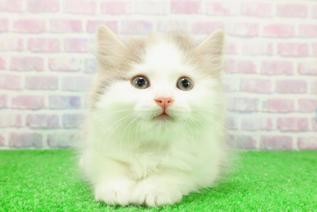 北海道のサイベリアン (Coo&RIKU岩見沢店/2025年11月30日生まれ/男の子/ブルータビーホワイト)の子猫の1枚目の画像