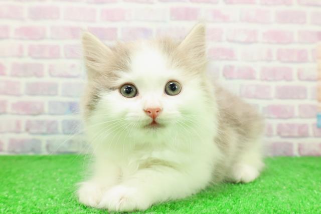 北海道のサイベリアン (Coo&RIKU岩見沢店/2025年11月30日生まれ/男の子/ブルータビーホワイト)の子猫の2枚目の画像