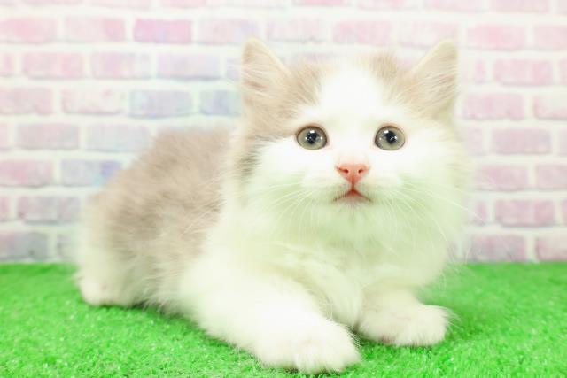 北海道のサイベリアン (Coo&RIKU岩見沢店/2025年11月30日生まれ/男の子/ブルータビーホワイト)の子猫の3枚目の画像