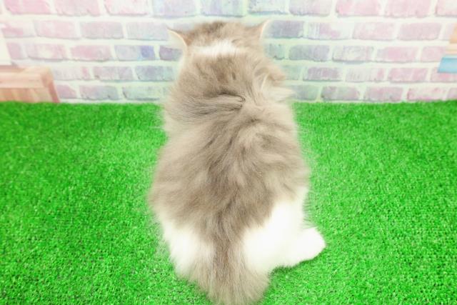 北海道のサイベリアン (Coo&RIKU岩見沢店/2025年11月30日生まれ/男の子/ブルータビーホワイト)の子猫の4枚目の画像