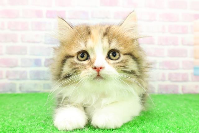 青森県のサイベリアン (Coo&RIKU八戸店/2025年11月30日生まれ/女の子/ブラウンパッチドタビーホワイト)の子猫