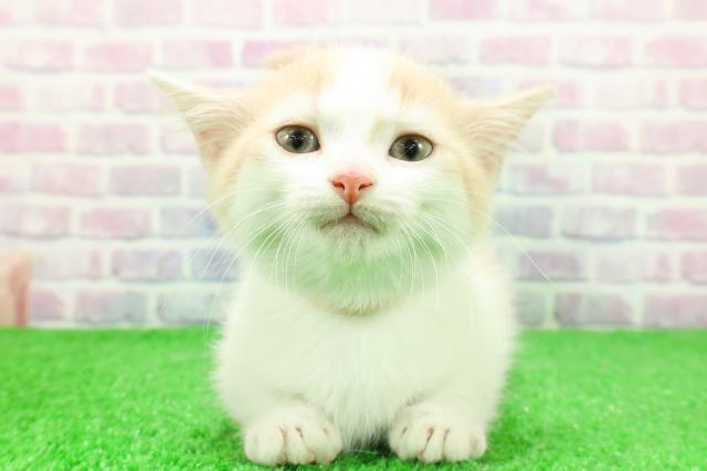 東京都のミヌエット (Coo&RIKU新宿三丁目店/2025年11月28日生まれ/女の子/クリームタビーホワイト)の子猫の1枚目の画像