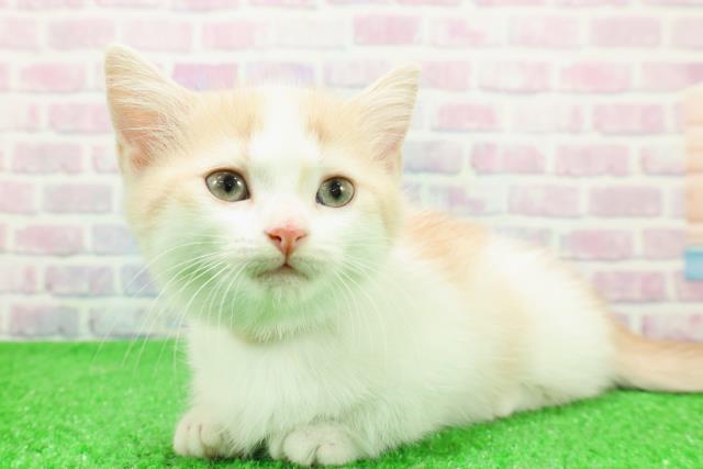 東京都のミヌエット (Coo&RIKU新宿三丁目店/2025年11月28日生まれ/女の子/クリームタビーホワイト)の子猫の2枚目の画像