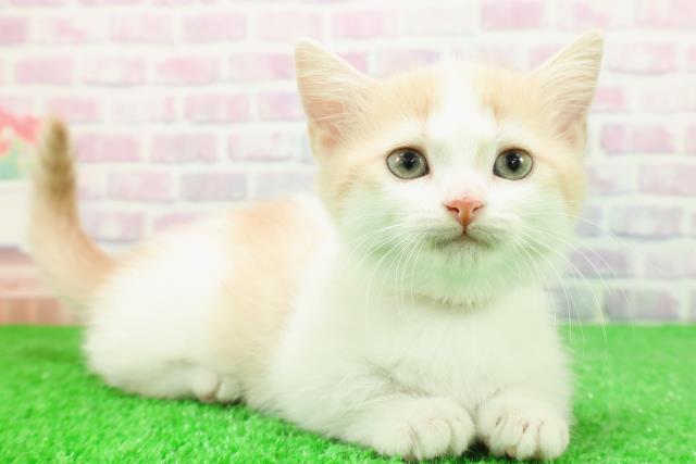 東京都のミヌエット (Coo&RIKU新宿三丁目店/2025年11月28日生まれ/女の子/クリームタビーホワイト)の子猫の3枚目の画像