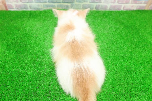 東京都のミヌエット (Coo&RIKU新宿三丁目店/2025年11月28日生まれ/女の子/クリームタビーホワイト)の子猫の4枚目の画像