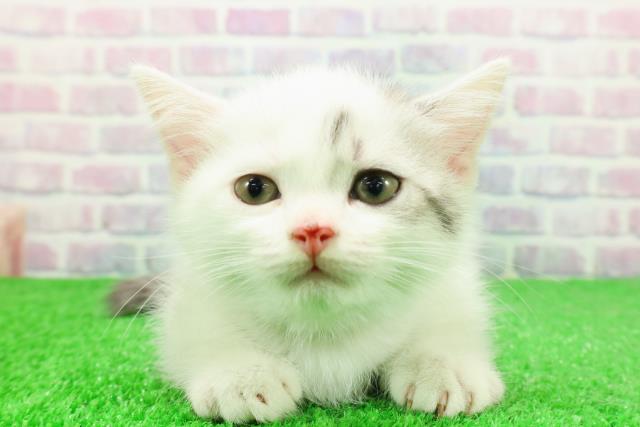 東京都のミヌエット (Coo&RIKU阿佐ヶ谷店/2025年11月28日生まれ/男の子/シルバータビーホワイト)の子猫の1枚目の画像