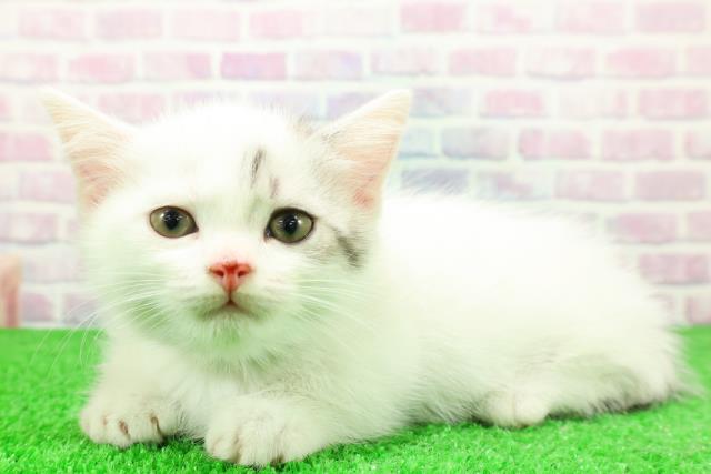 東京都のミヌエット (Coo&RIKU阿佐ヶ谷店/2025年11月28日生まれ/男の子/シルバータビーホワイト)の子猫の2枚目の画像