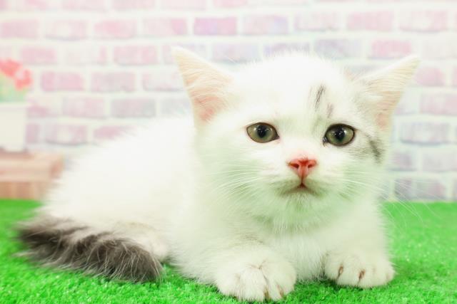 東京都のミヌエット (Coo&RIKU阿佐ヶ谷店/2025年11月28日生まれ/男の子/シルバータビーホワイト)の子猫の3枚目の画像