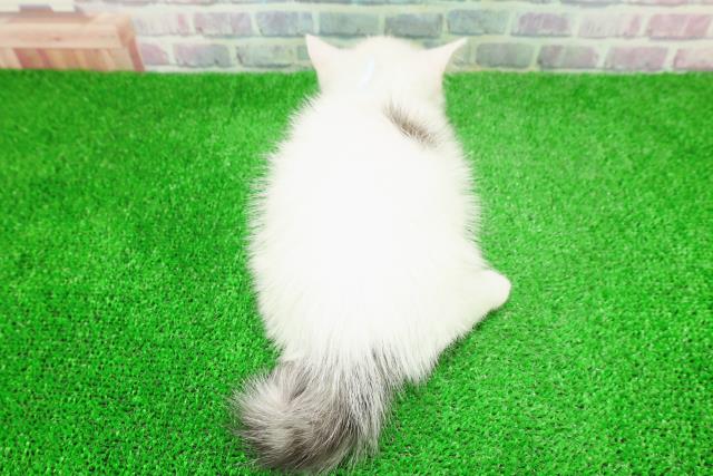 東京都のミヌエット (Coo&RIKU阿佐ヶ谷店/2025年11月28日生まれ/男の子/シルバータビーホワイト)の子猫の4枚目の画像