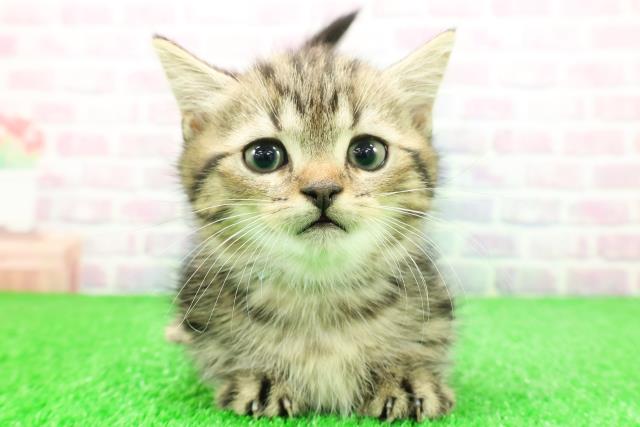東京都のミヌエット (Coo&RIKU下北沢店/2025年11月28日生まれ/男の子/ブラウンタビー)の子猫の1枚目の画像