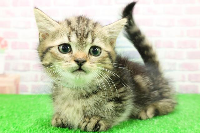 東京都のミヌエット (Coo&RIKU下北沢店/2025年11月28日生まれ/男の子/ブラウンタビー)の子猫の2枚目の画像