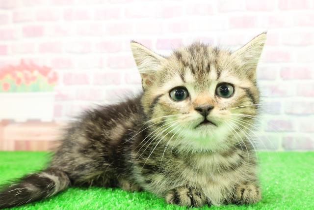 東京都のミヌエット (Coo&RIKU下北沢店/2025年11月28日生まれ/男の子/ブラウンタビー)の子猫の3枚目の画像