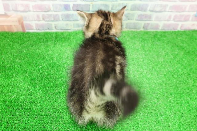 東京都のミヌエット (Coo&RIKU下北沢店/2025年11月28日生まれ/男の子/ブラウンタビー)の子猫の4枚目の画像