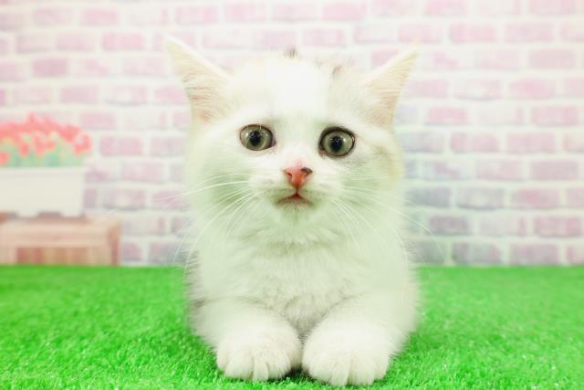 長野県のミヌエット (Coo&RIKU綿半庄内店/2025年11月28日生まれ/女の子/シルバーパッチドタビーホワイト)の子猫の1枚目の画像