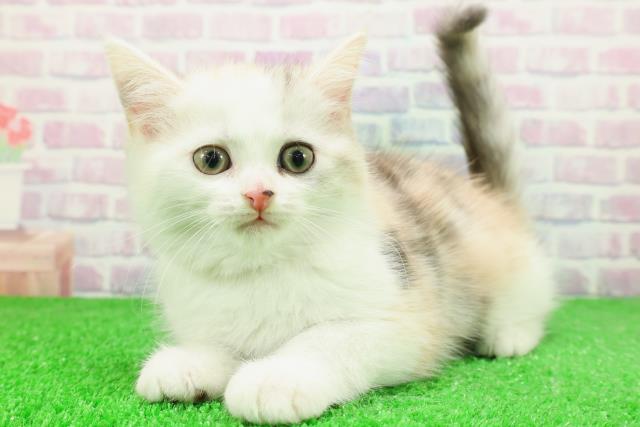 長野県のミヌエット (Coo&RIKU綿半庄内店/2025年11月28日生まれ/女の子/シルバーパッチドタビーホワイト)の子猫の2枚目の画像