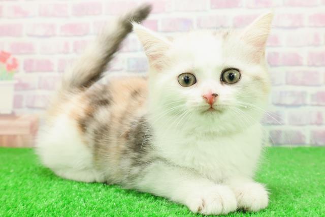 長野県のミヌエット (Coo&RIKU綿半庄内店/2025年11月28日生まれ/女の子/シルバーパッチドタビーホワイト)の子猫の3枚目の画像