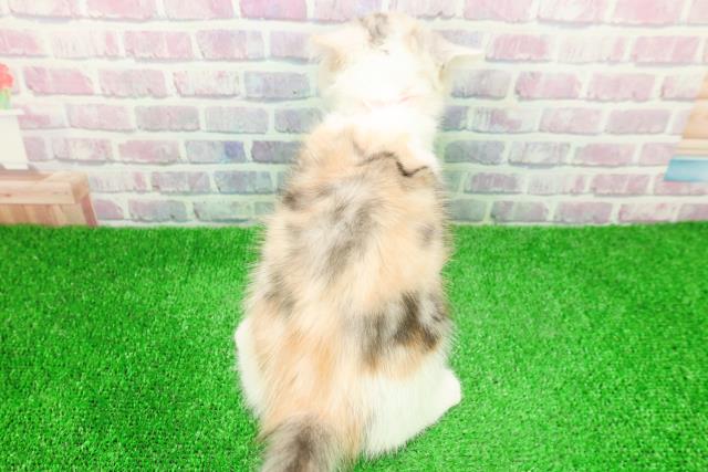 長野県のミヌエット (Coo&RIKU綿半庄内店/2025年11月28日生まれ/女の子/シルバーパッチドタビーホワイト)の子猫の4枚目の画像