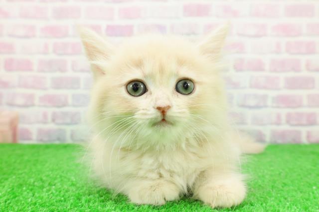 宮城県のマンチカン (Coo&RIKUイオンタウン古川店/2025年11月26日生まれ/女の子/クリームタビー)の子猫の1枚目の画像