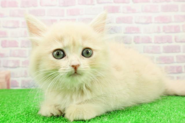 宮城県のマンチカン (Coo&RIKUイオンタウン古川店/2025年11月26日生まれ/女の子/クリームタビー)の子猫の2枚目の画像