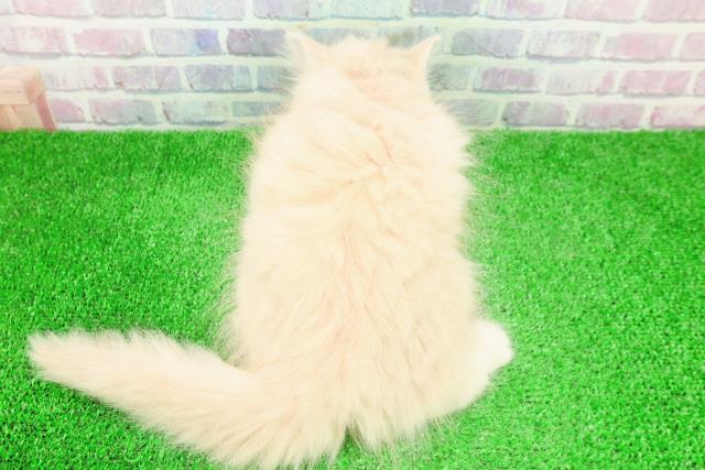 宮城県のマンチカン (Coo&RIKUイオンタウン古川店/2025年11月26日生まれ/女の子/クリームタビー)の子猫の4枚目の画像