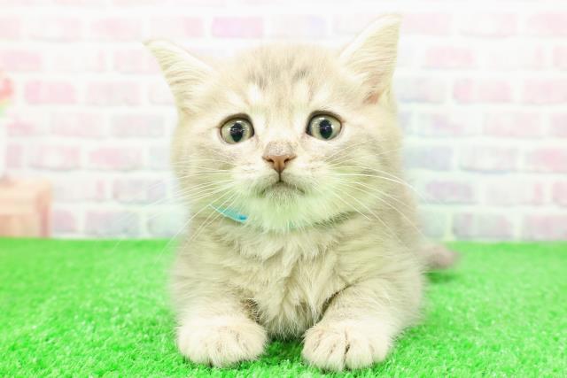 長野県のミヌエット (Coo&RIKU綿半上田店/2025年11月27日生まれ/男の子/ブルータビー)の子猫の1枚目の画像